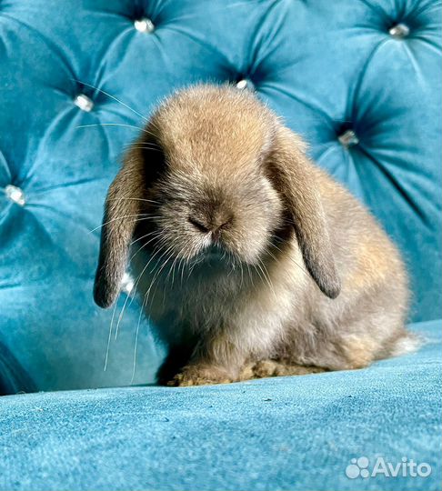 Декоративный вислоухий кролик минилоп