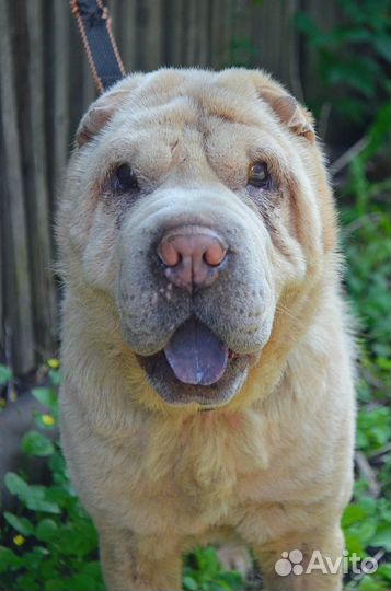 Собака Айда в дар