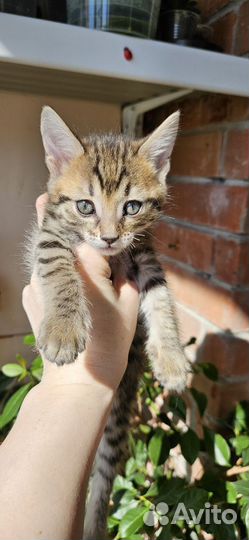 Бенгальские котята