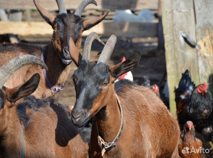 Коза дойная альпийская