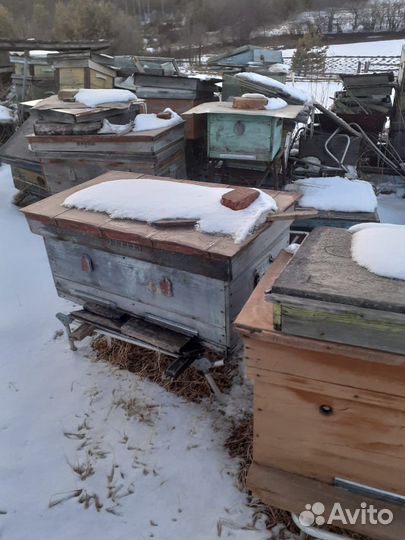 Ульи с пчелами