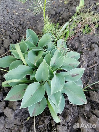 Хоста радуга