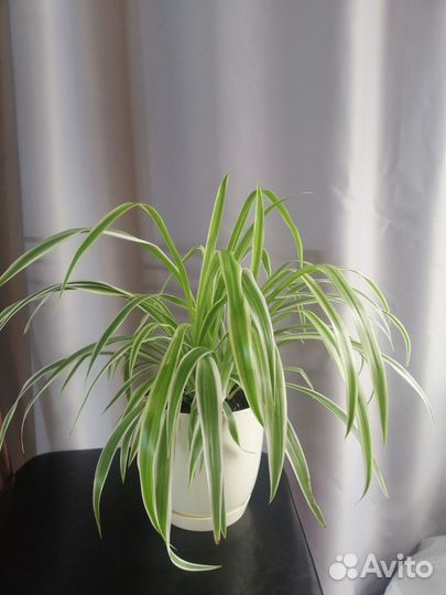 Хлорофитум