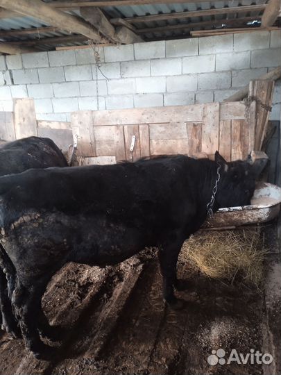 Продажа крс