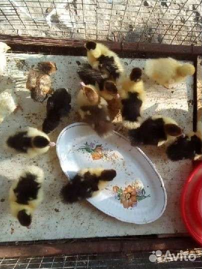 Циплята домашнии,индоутята, кролики