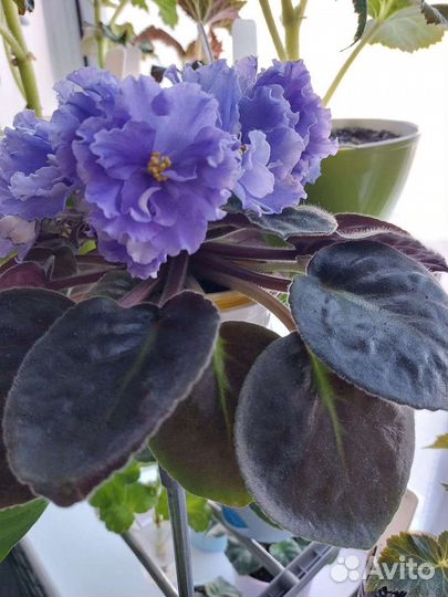 Лист фиалки Морской Волк