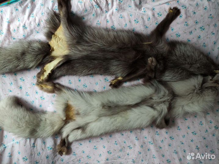 Шкура песца