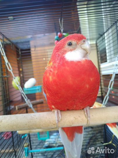 Попугай розелла