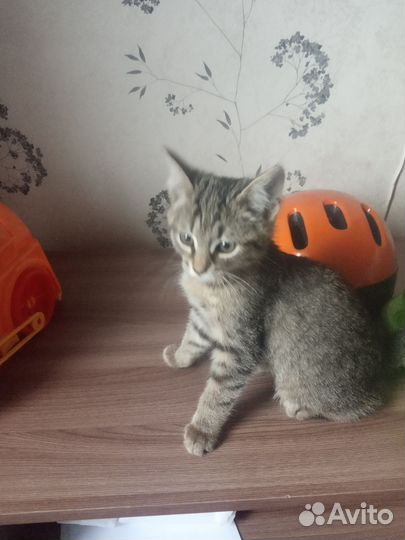 Котик в добрые руки