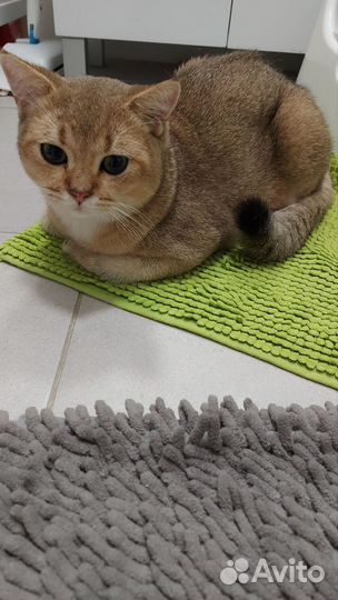 Кошки в добрые руки бесплатно