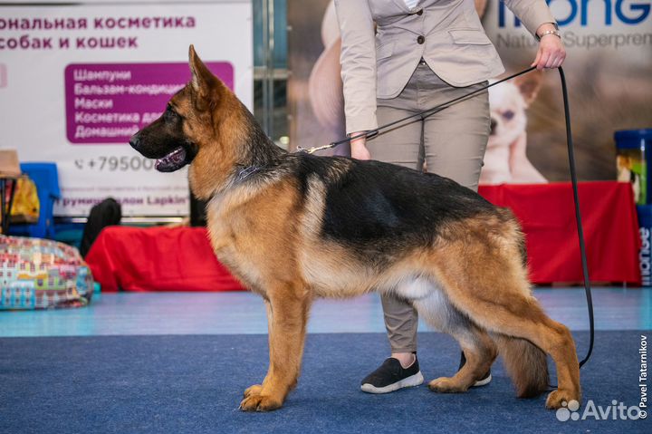Кобели для вязки