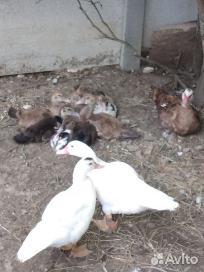 Продам индоуток, петушков