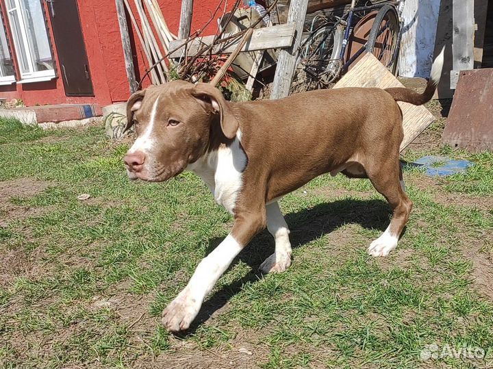 Американский питбультерьер щенки с документами