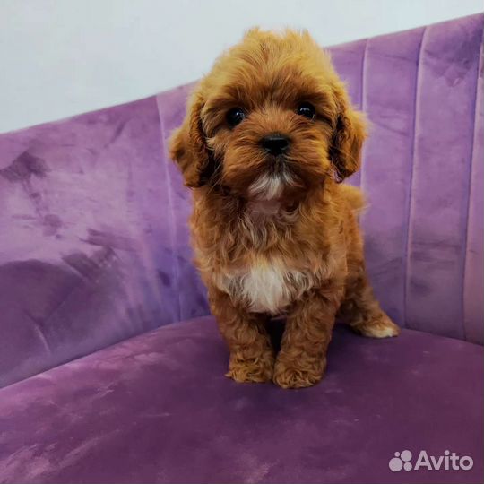 Щенки кавапу и мальтипу