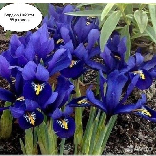 Бордюрные тюльпаны, ирисы