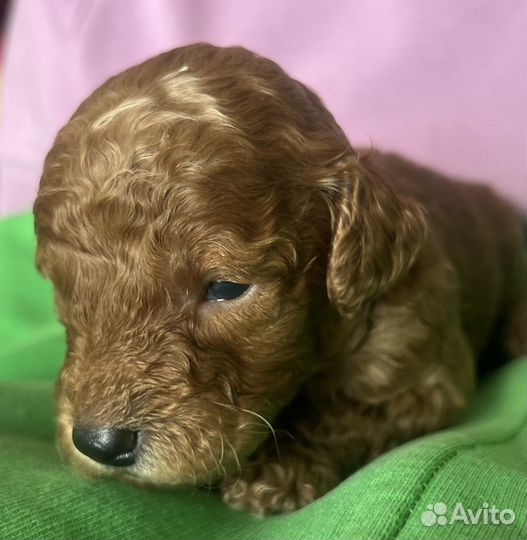 Щенки малого пуделя