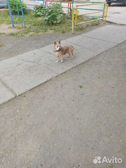 Собаки потерялась