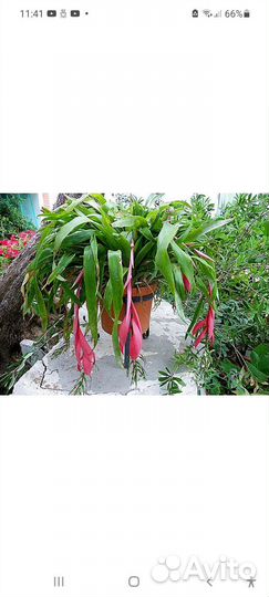 Бильбергия