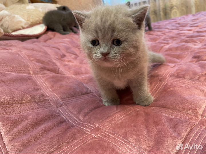 Чистокровные британцы