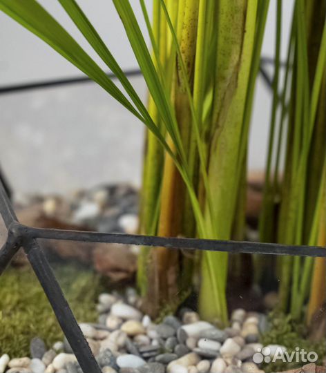 Пальма в офис, магазин цветов