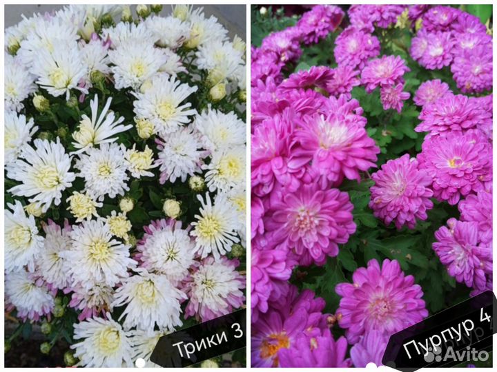 Хризантемы мультифлора