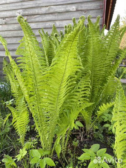 Окопник и папортник