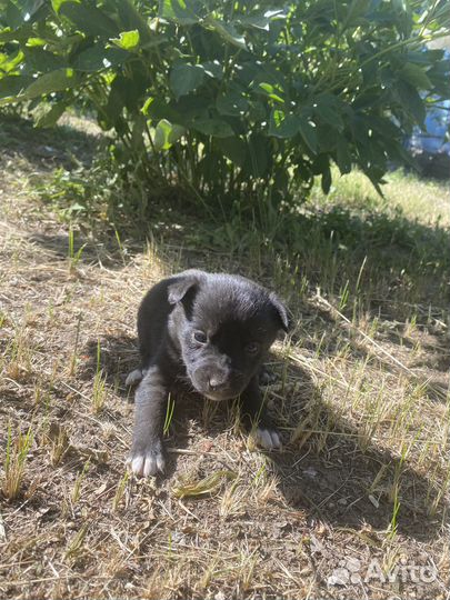 Собака в добрые руки отдам бесплатно