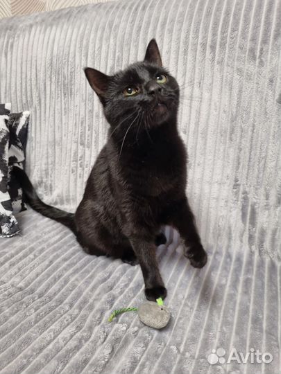 Иззи ищет родителей