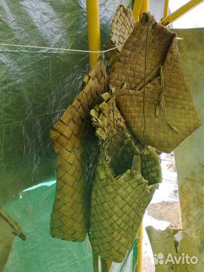 Березовый пэстер