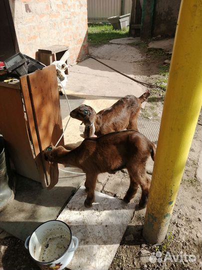 Козлята Нубо Камори