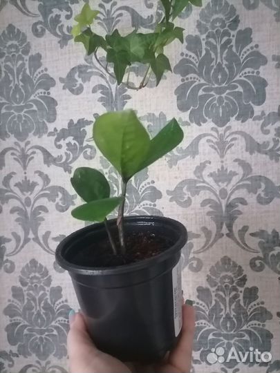 Замиокулькас (Долларовое дерево)