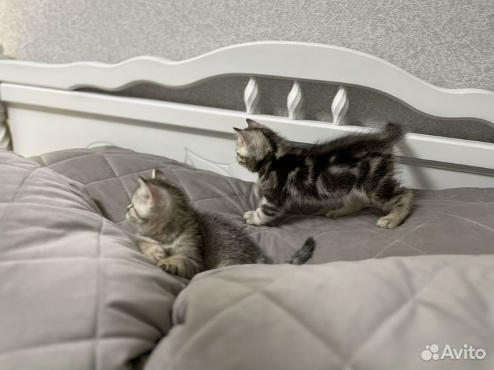 Шотландские котята