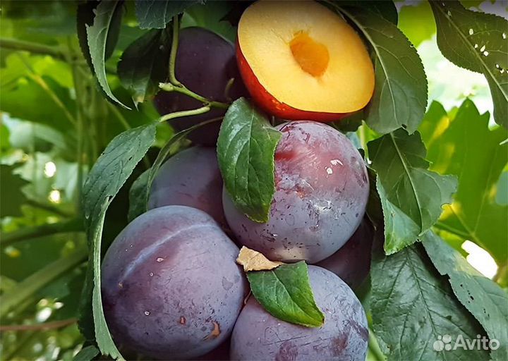 Нектаприум -гибрид нектарина и сливы 3 летние