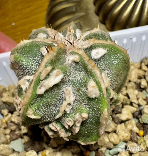 Кактус астрофитум мириостигма культивары