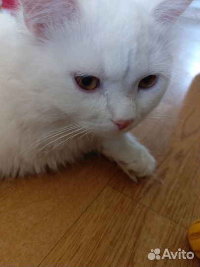 Отдам котика