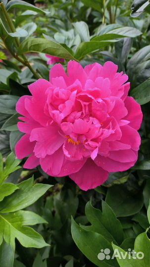 Пионы букет срез