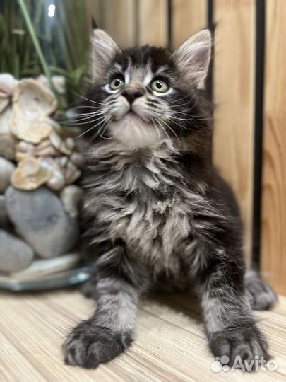 Котята мейкун