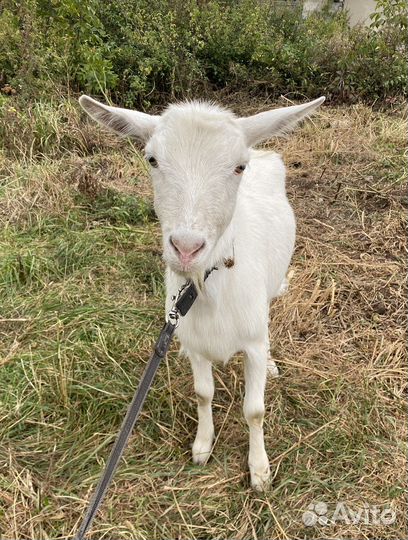 Коза дойная