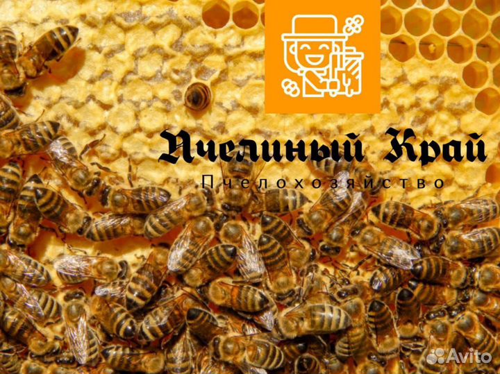 Пчелопакеты карника, бакфаст 2024