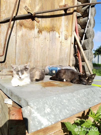 Котята в добрые руки даром бесплатно