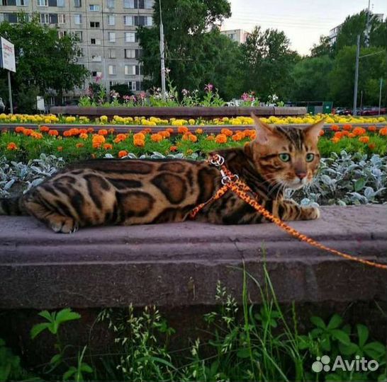 Бенгальский кот (Вязка)
