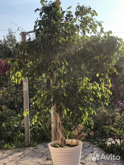 Фикус бенджамина плетеный