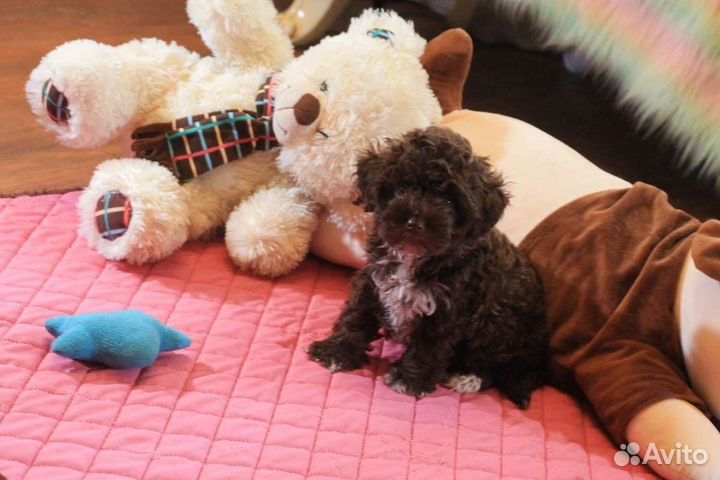 Микро мальтипуу