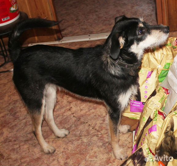 Собачка метис небольшая