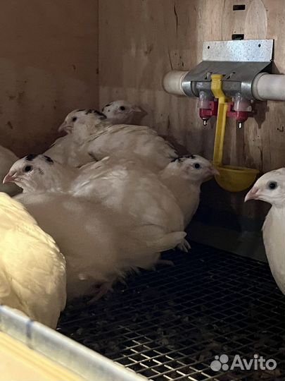 Перепела белый гигант