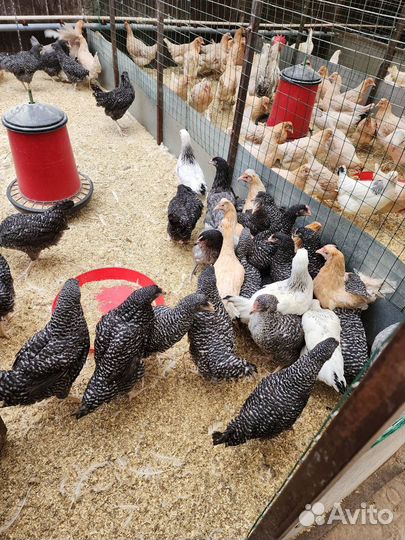 Куры несушки