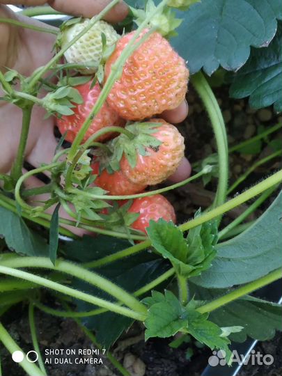 Саженцы сортовой клубники