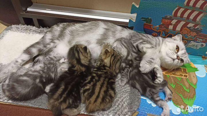 Шотландский кот вязка