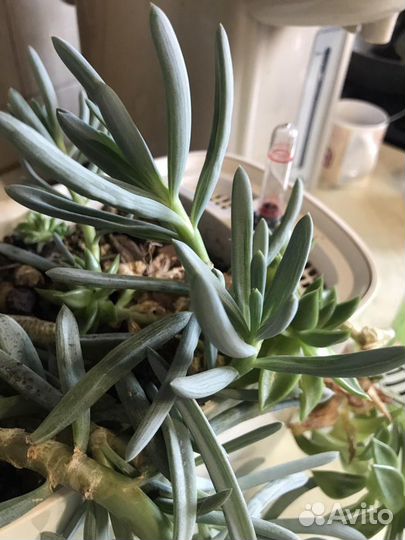 Суккуленты