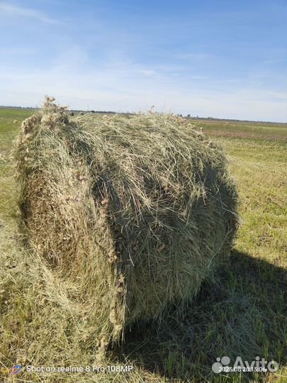 Продам сено В рулонах